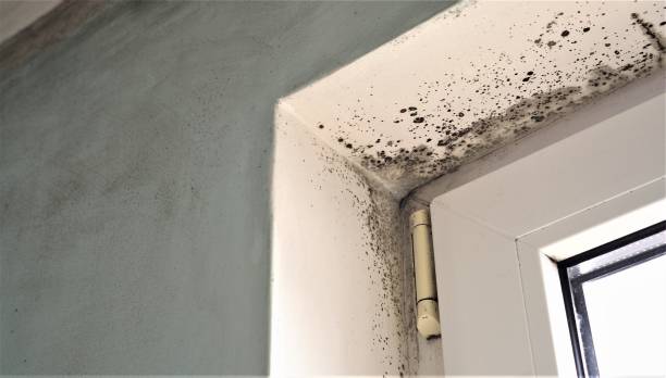 Best Emergency Mold Remediation  in USA